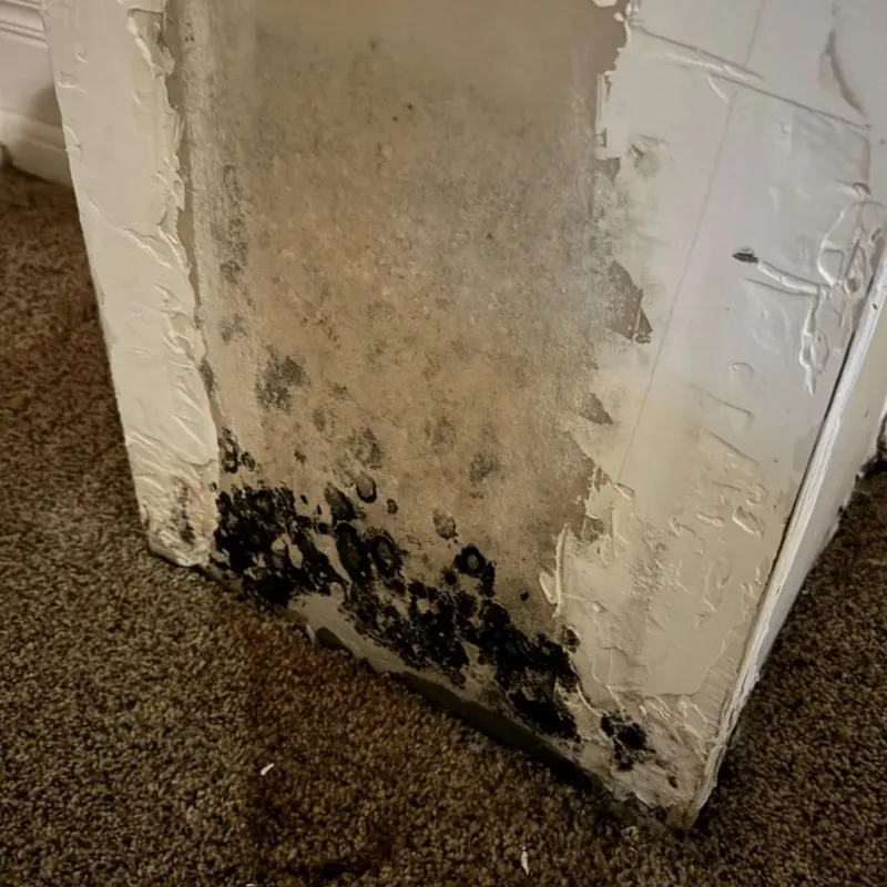 Professional Mold Removal in Zanesville, OH